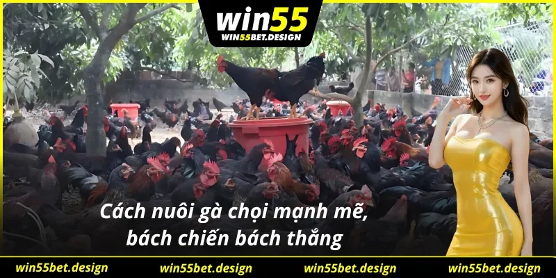 Để gà chọi khỏe mạnh cần phụ thuộc vào nhiều yếu tố